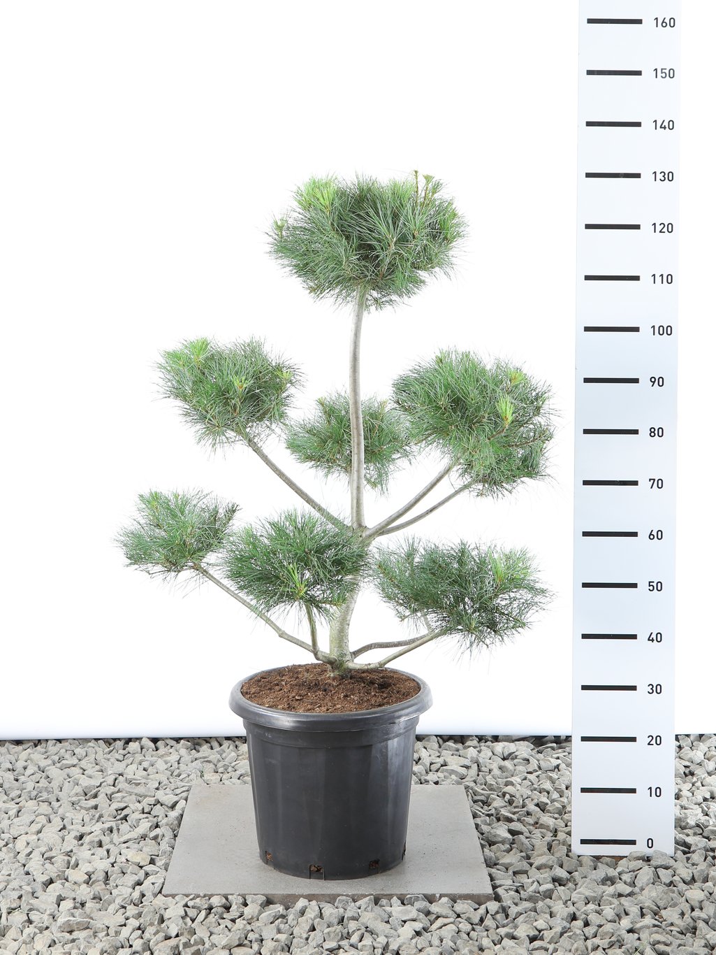 Pinus strobus - 80-100 CM Multiplateau EXTRA in Cont.